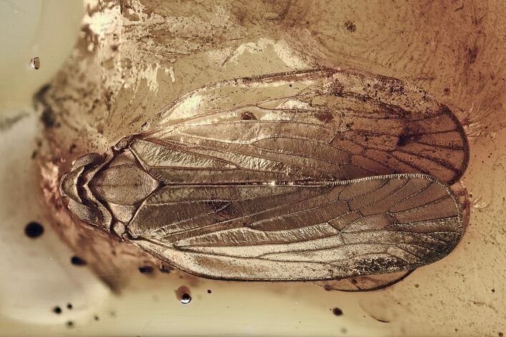 Detailed Fossil Planthopper (Fulgoroidea) In Baltic Amber #315531